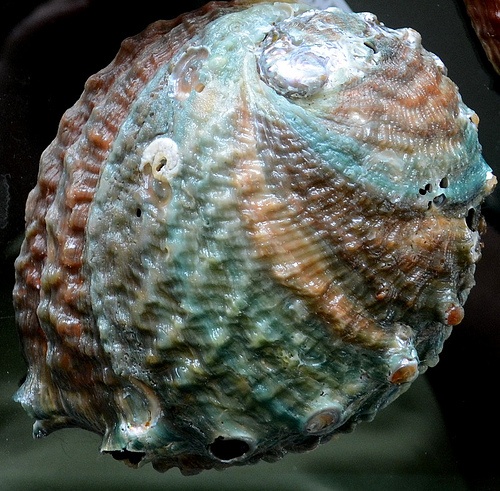 Photo:  Abalone shell 